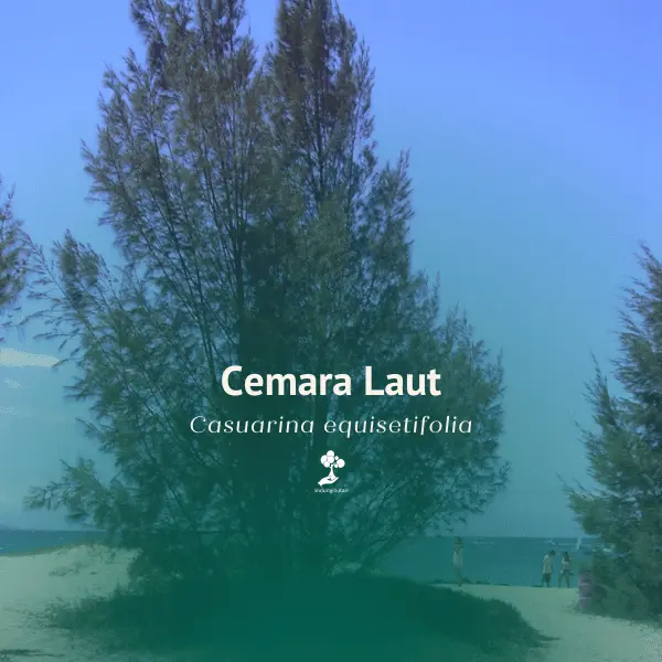 Cemara Laut (Casuarina equisetifolia)